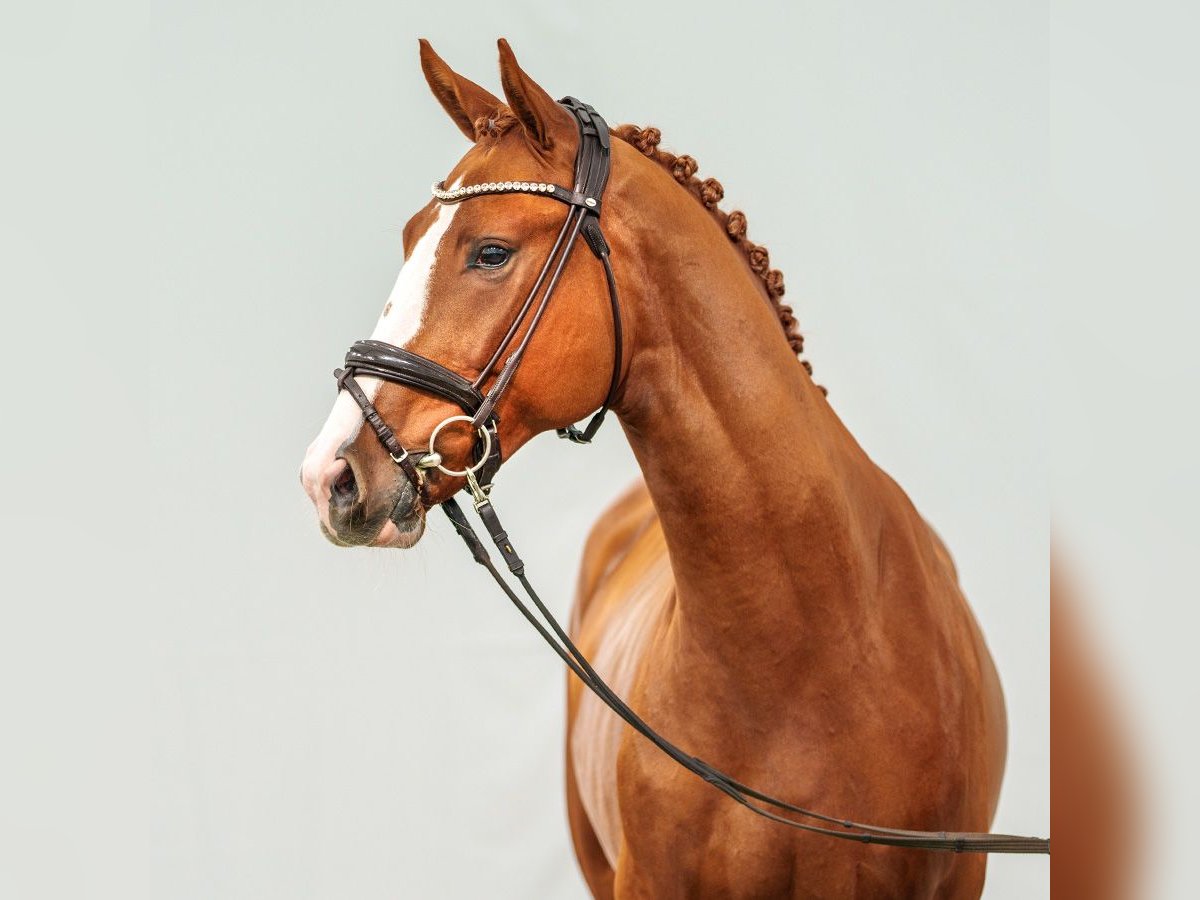 Zangersheide Stallone 2 Anni Sauro scuro in Münster-Handorf