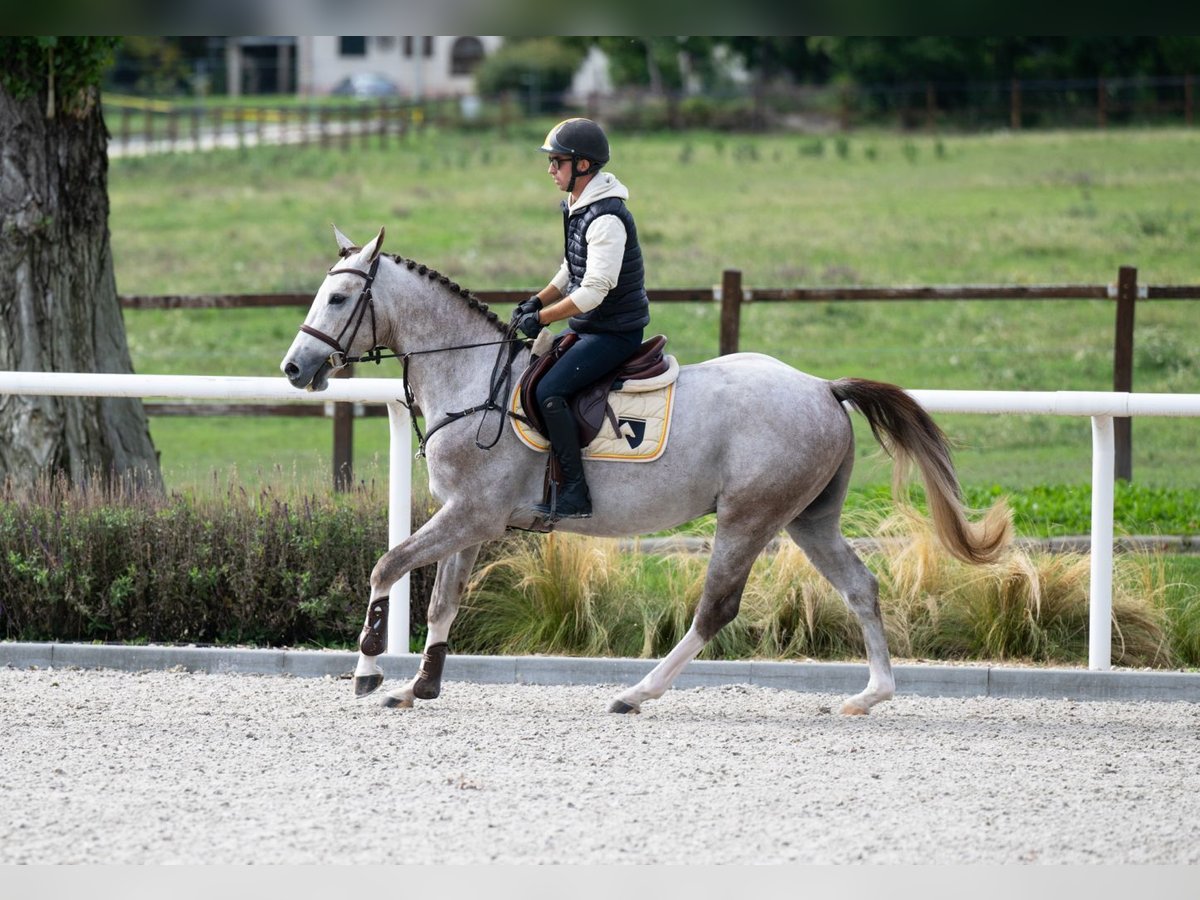 Zangersheide Stallone 3 Anni 159 cm Grigio in TÖK