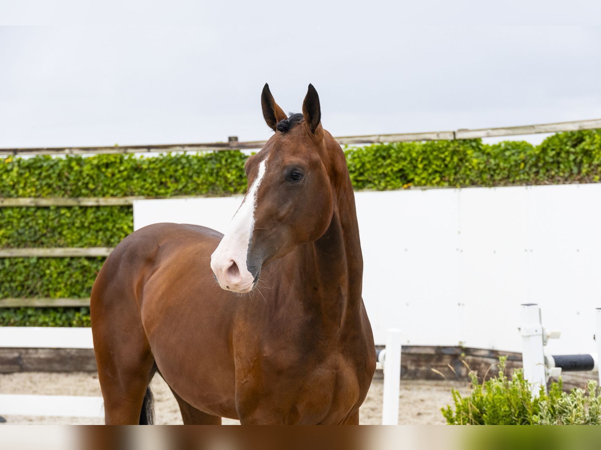 Zangersheide Stallone 3 Anni 168 cm Baio in Waddinxveen