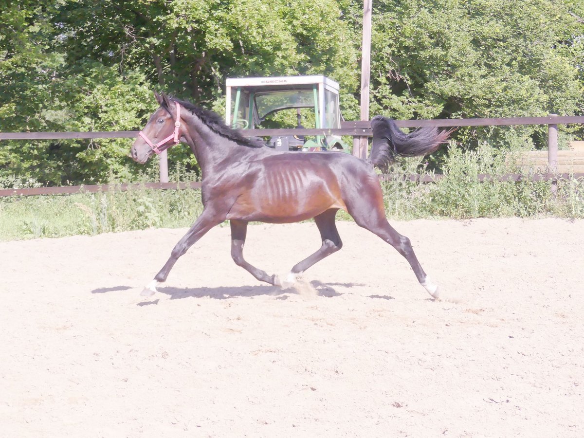 Zangersheide Stallone 3 Anni 168 cm Baio scuro in Mücheln (Geiseltal)