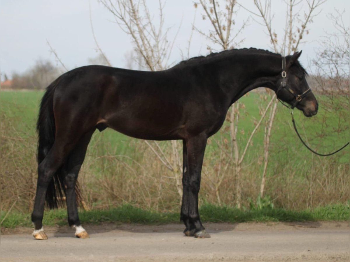 Zangersheide Stallone 3 Anni 168 cm in Budapest