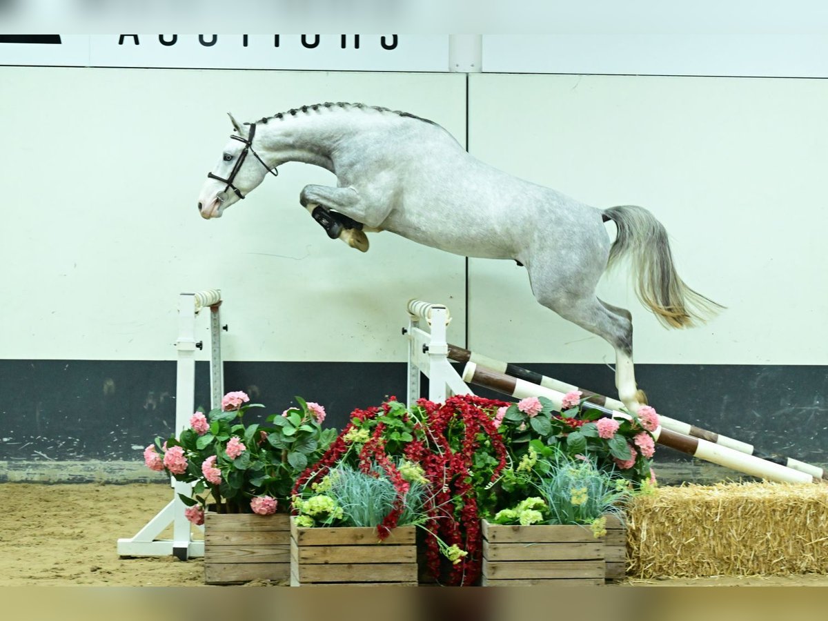 Zangersheide Stallone 3 Anni 168 cm Grigio in Bladel
