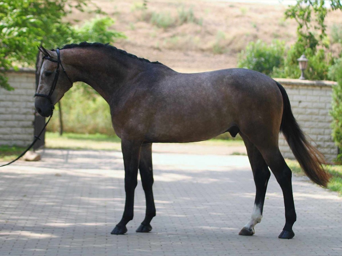 Zangersheide Stallone 3 Anni 170 cm Grigio in Halbenrain