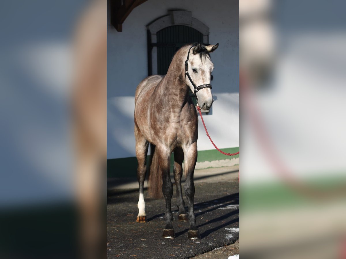 Zangersheide Stallone 3 Anni 170 cm Grigio in Halbenrain