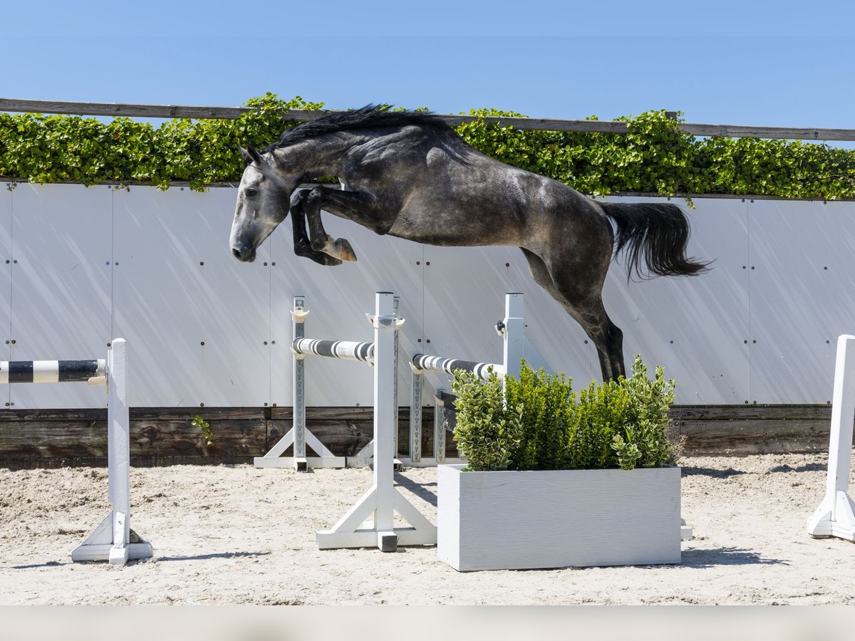 Zangersheide Stallone 3 Anni 172 cm in Waddinxveen