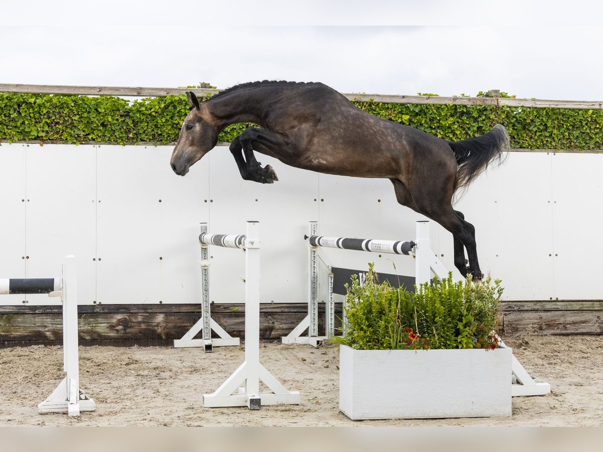 Zangersheide Stallone 3 Anni 173 cm Grigio in Waddinxveen