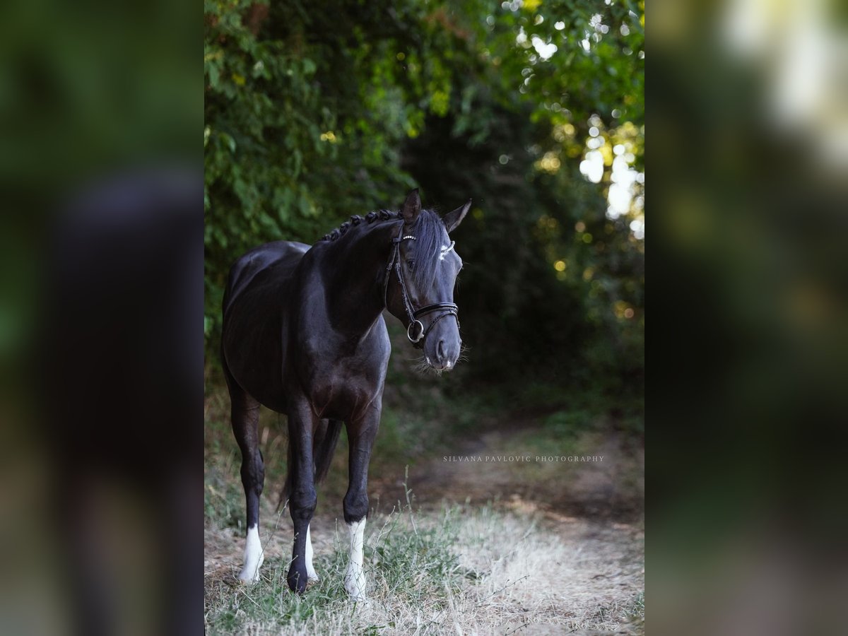 Zangersheide Stallone 4 Anni 150 cm Morello in Bruchsal