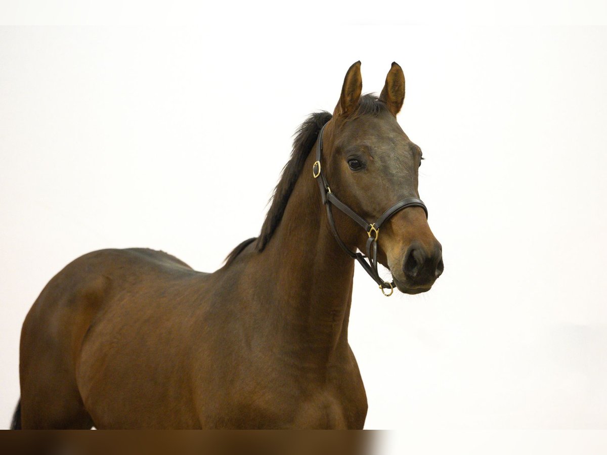 Zangersheide Stallone 4 Anni 157 cm Baio scuro in Waddinxveen