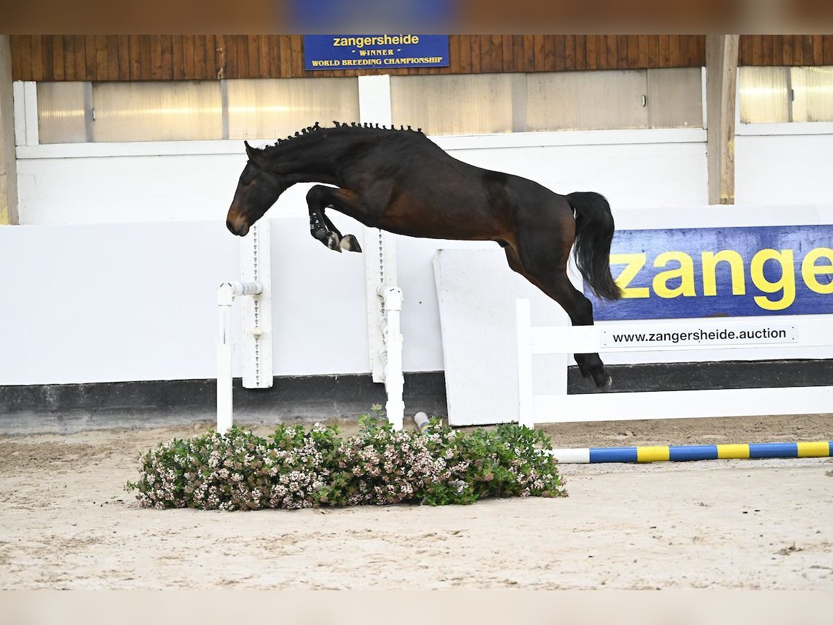 Zangersheide Stallone 4 Anni 165 cm Baio ciliegia in Pepingen