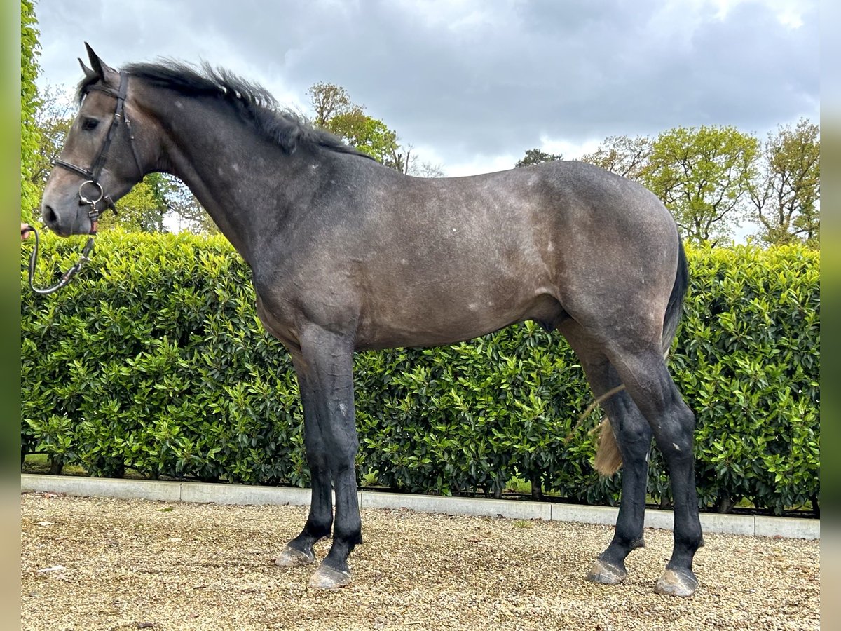 Zangersheide Stallone 4 Anni 167 cm Grigio in Denderhoutem