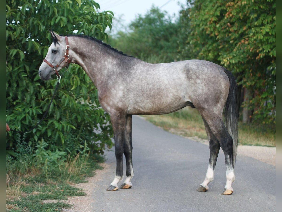 Zangersheide Stallone 4 Anni 168 cm Baio scuro in Budapest