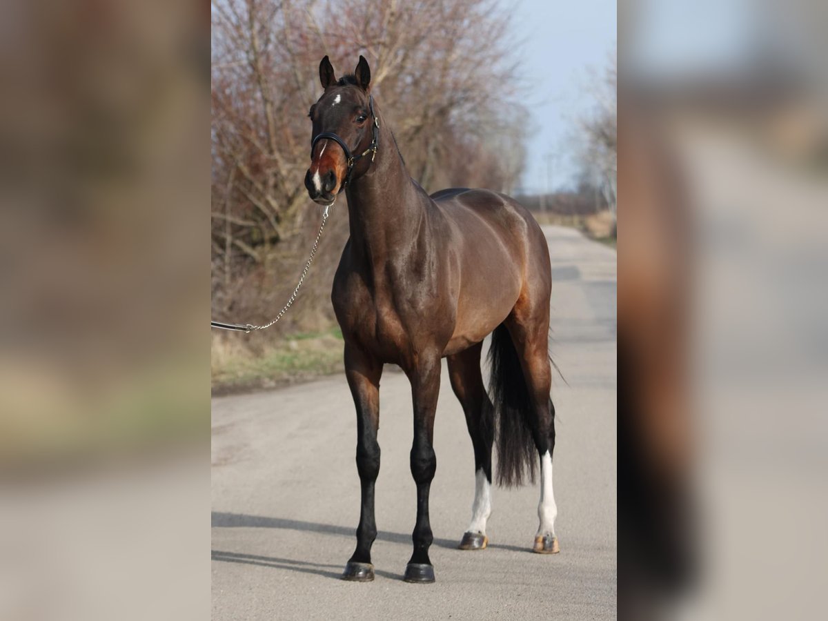 Zangersheide Stallone 4 Anni 170 cm Baio scuro in Hódmezővásárhely Zangersheide Stallone 4 Anni 170 cm Baio scuro in Hódmezővásárhely