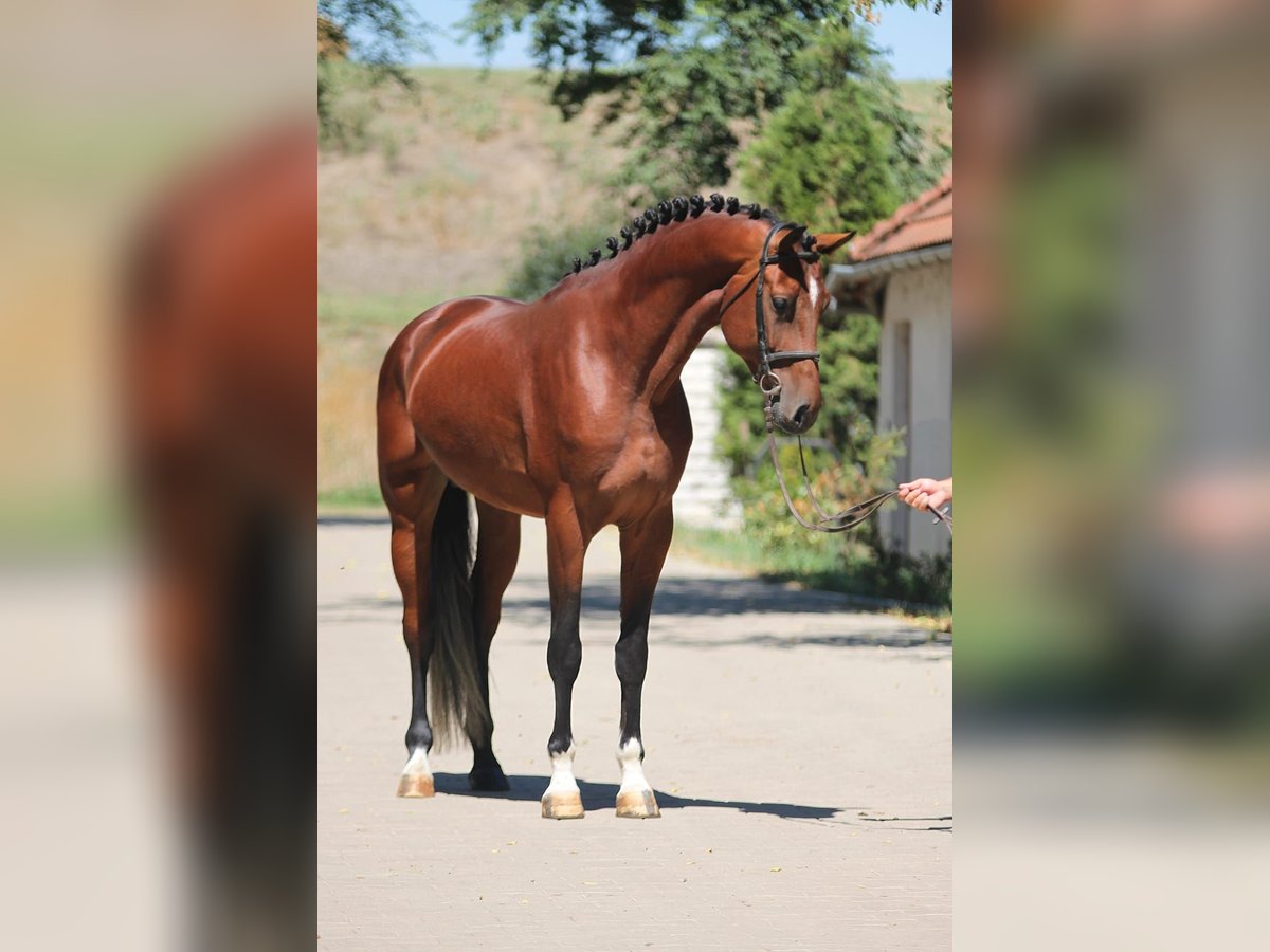 Zangersheide Stallone 4 Anni 172 cm Baio in Borstorf