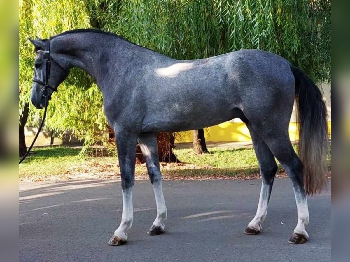 Zangersheide Stallone 5 Anni 173 cm Grigio in Budapest