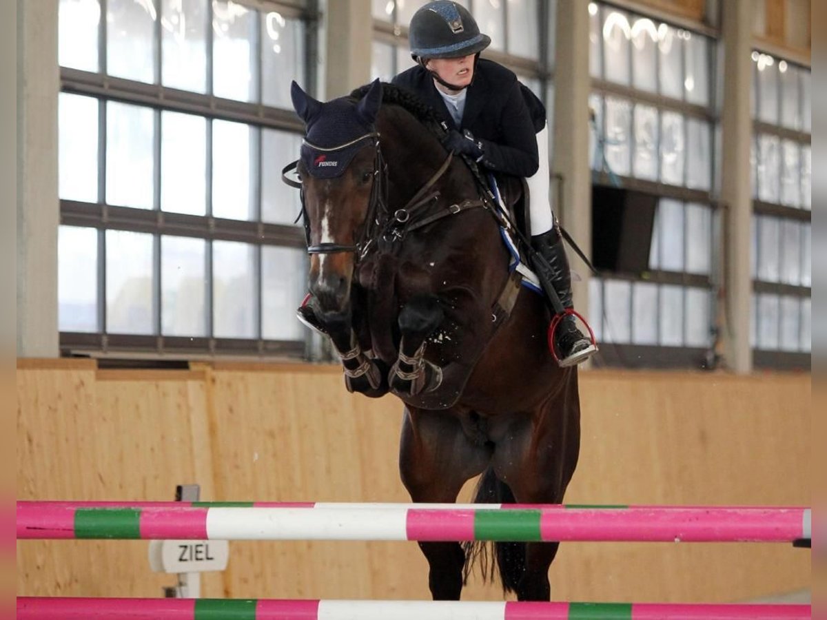 Zangersheide Stallone 7 Anni 166 cm Baio nero in Insel Poel