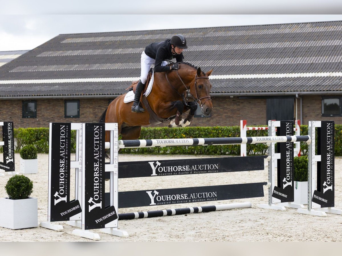 Zangersheide Stallone 9 Anni 165 cm Baio in Waddinxveen