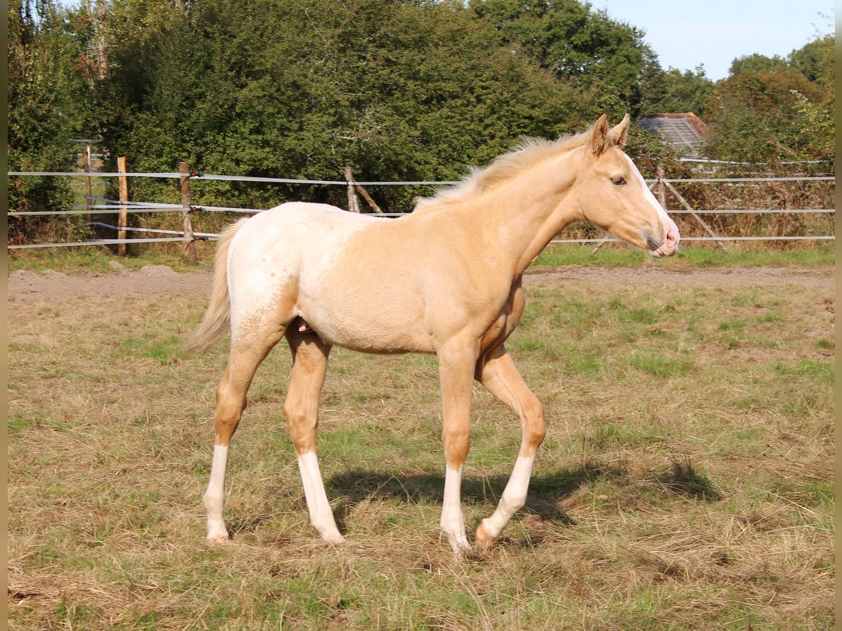 Zangersheide Stallone Puledri
 (06/2024) 165 cm Palomino in FRAISSE