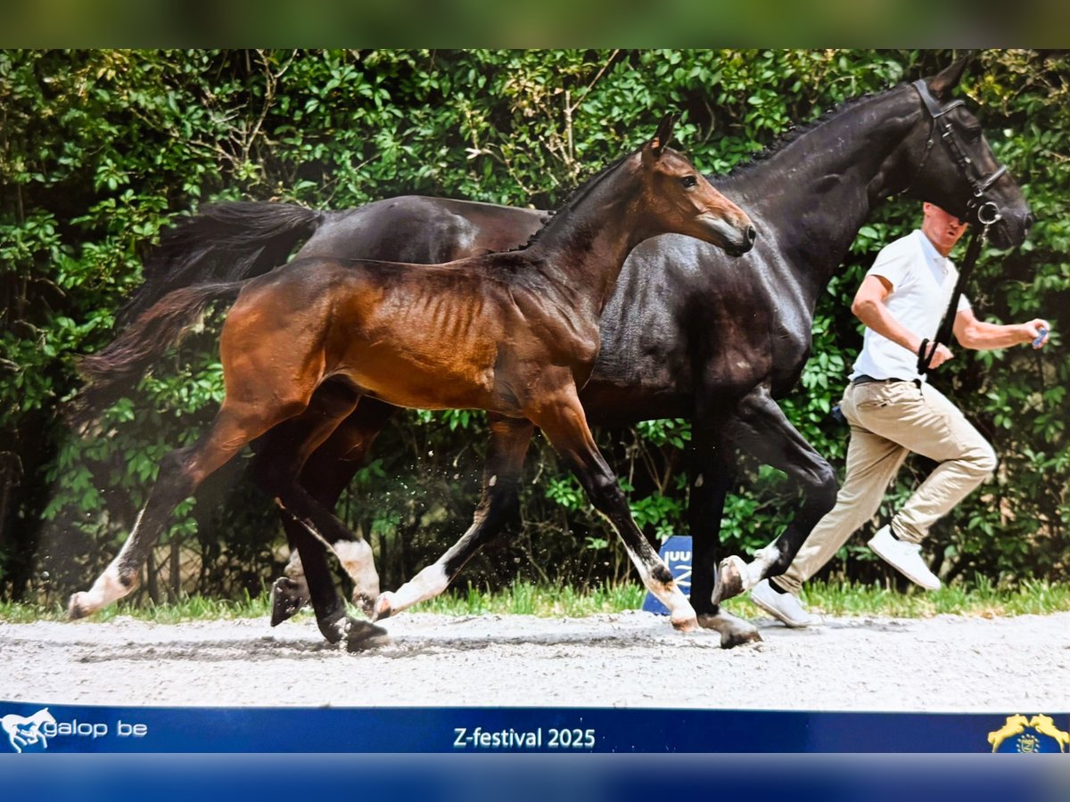 Zangersheide Stallone Puledri (04/2025) Baio in Beselare