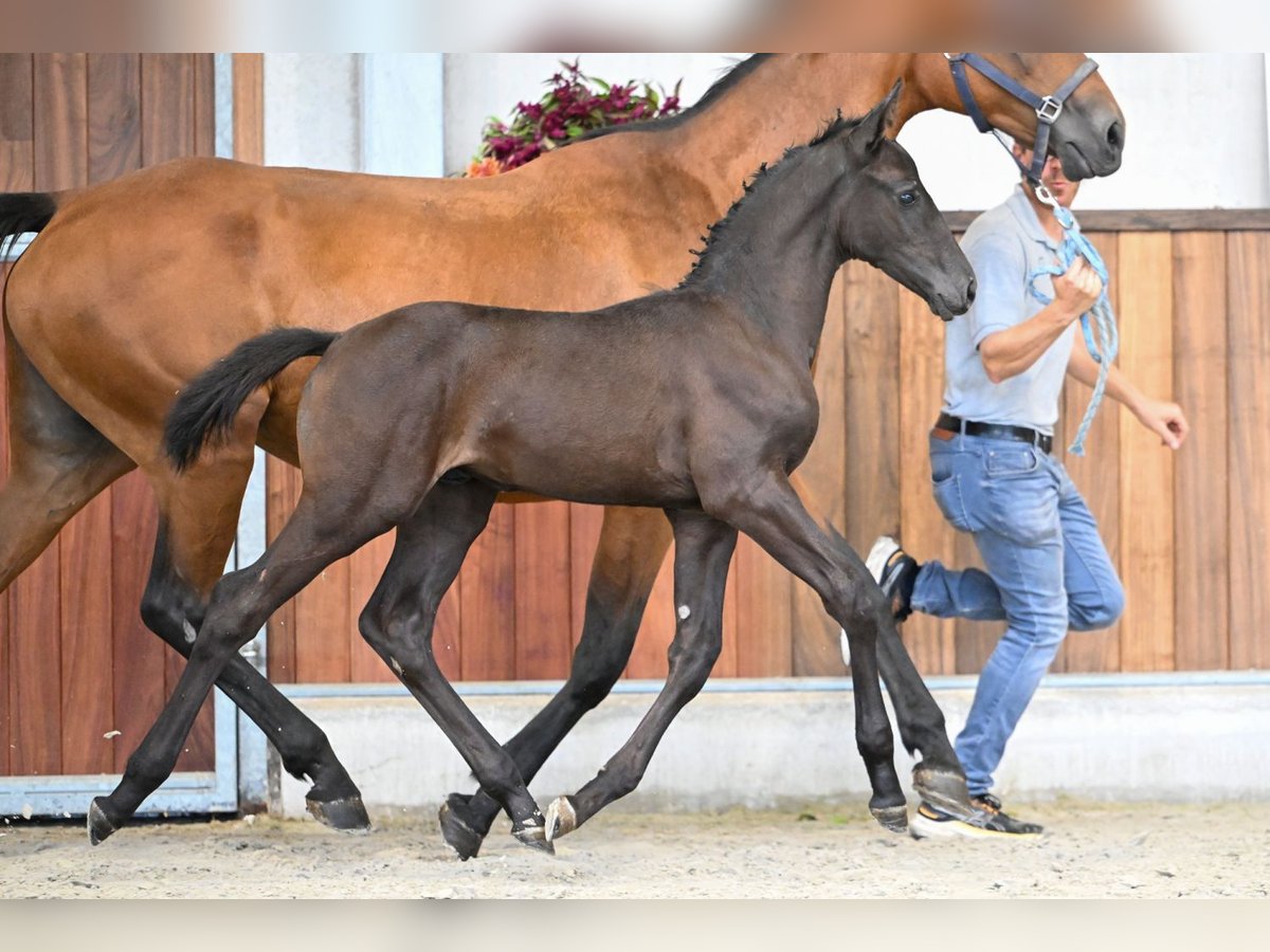 Zangersheide Stallone Puledri (07/2025) Morello in Zelle