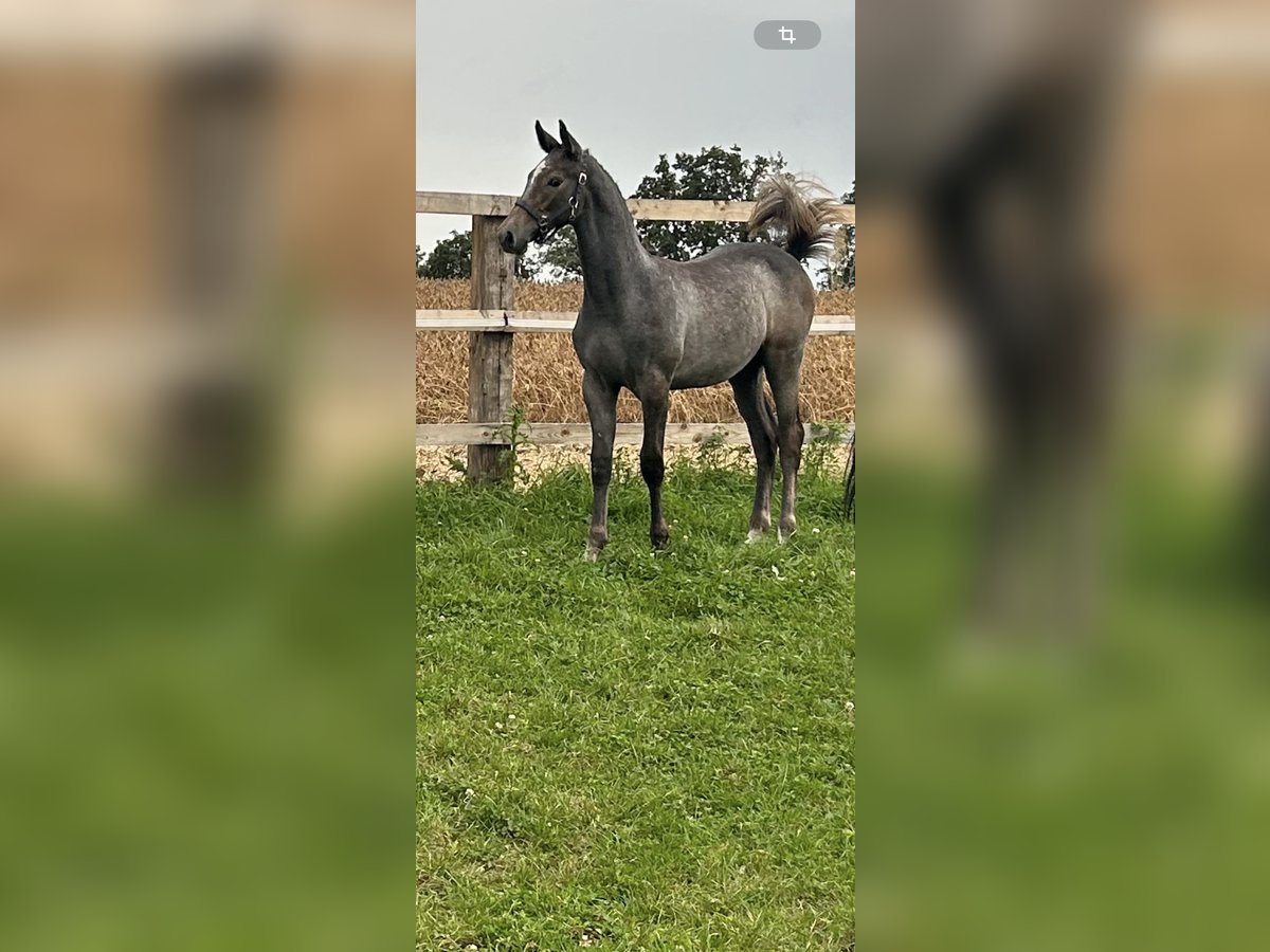 Zangersheide Stallone Puledri (05/2024) Può diventare grigio in Landau an der Isar