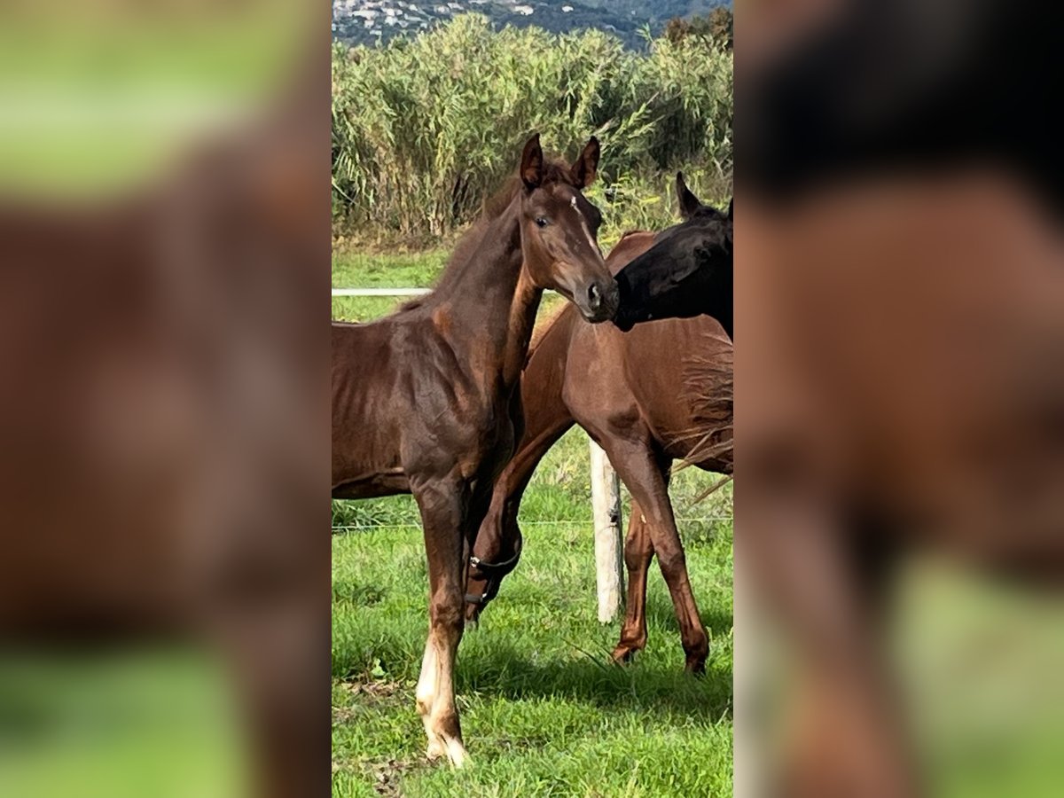 Zangersheide Stallone  Sauro in GROTE-BROGEL