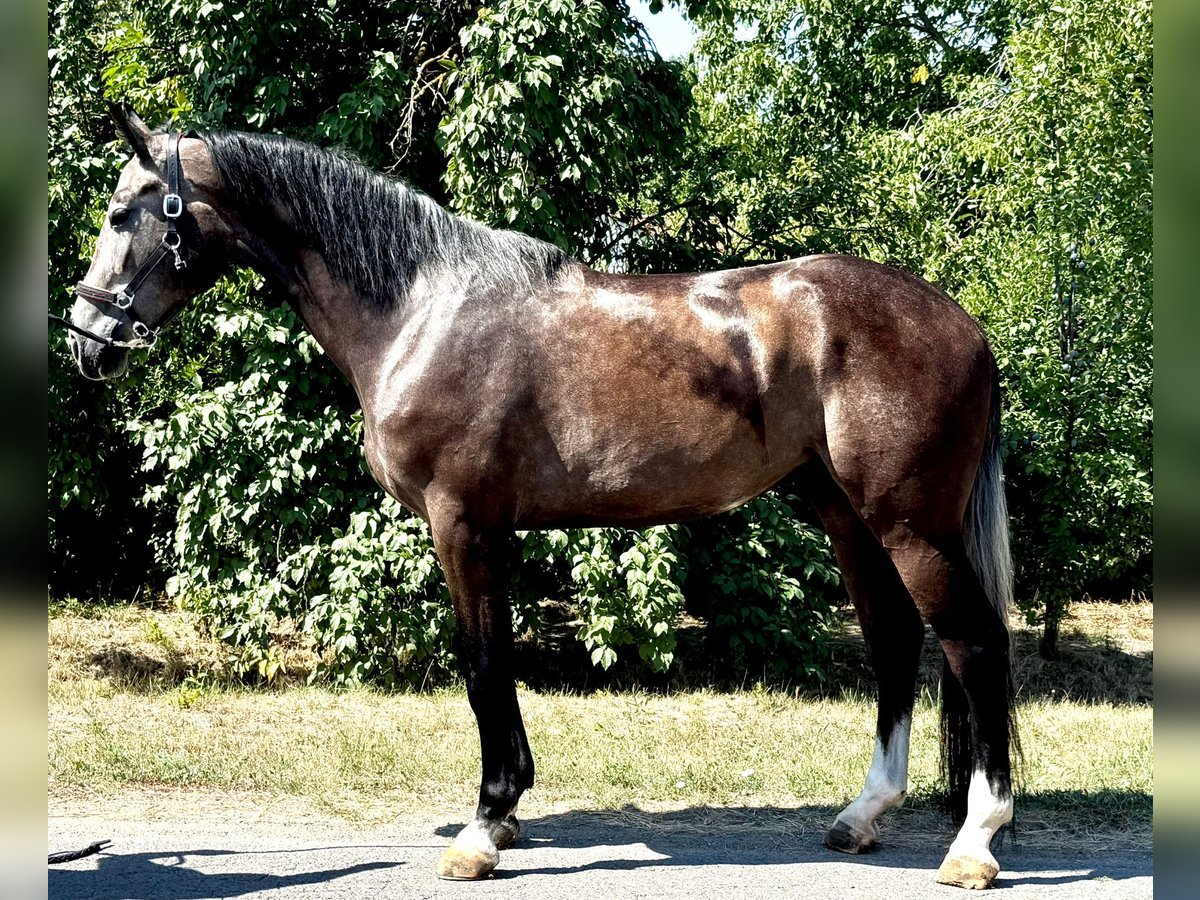 Zangersheide Wałach 3 lat 173 cm Siwa in Kiskunhalas