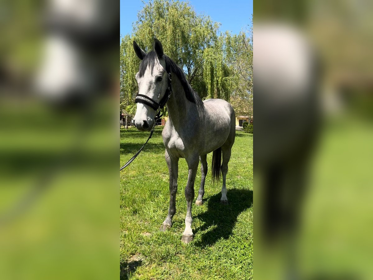 Zangersheide Wałach 3 lat 175 cm Karosiwa in Tabajd