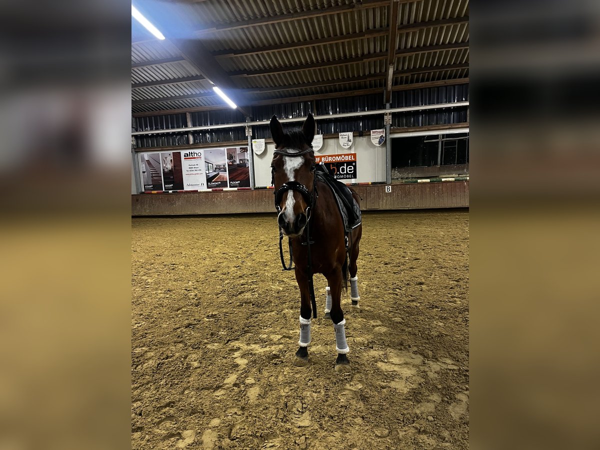 Zangersheide Wałach 5 lat 153 cm Ciemnogniada in Ahaus