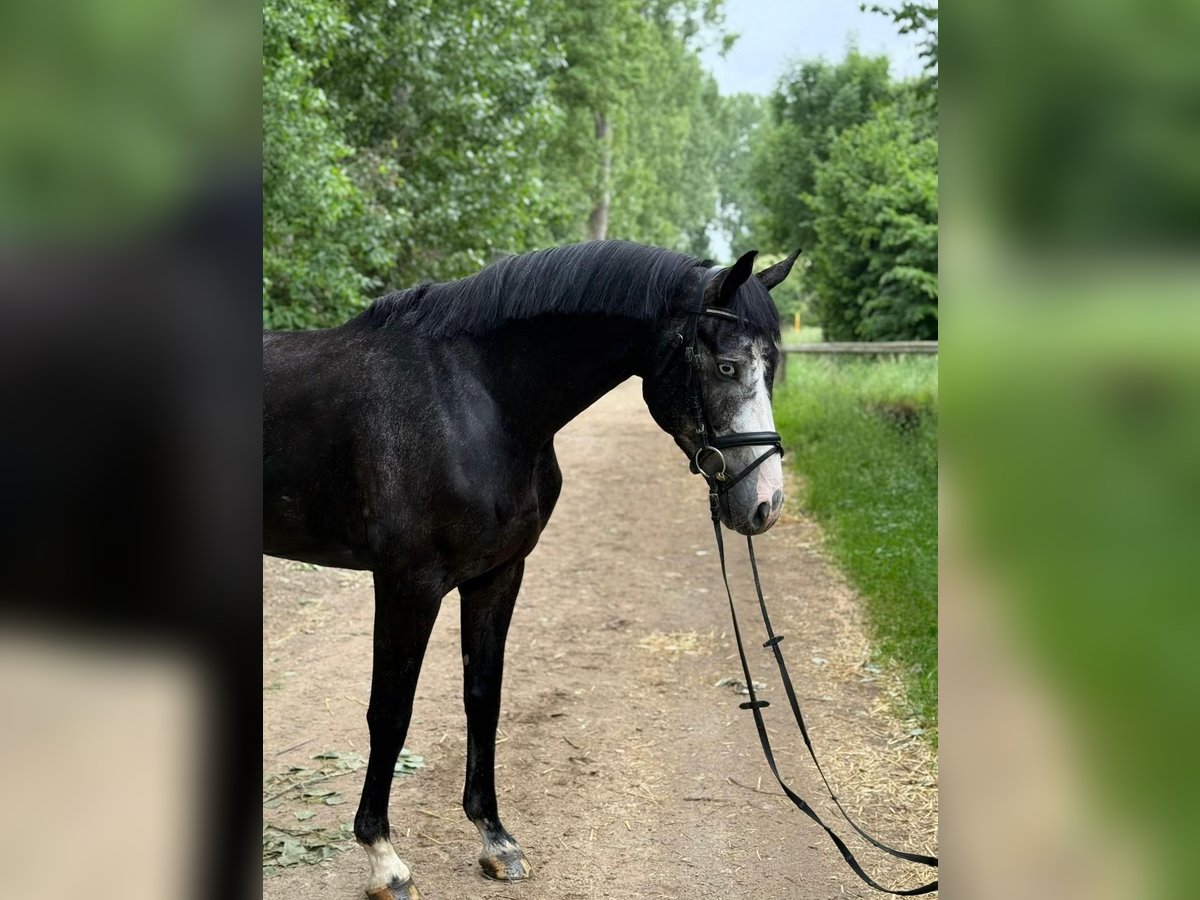 Zangersheide Wałach 5 lat 171 cm Karosiwa in Willich