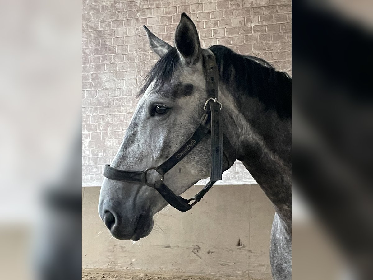 Zangersheide Wałach 5 lat 172 cm Siwa jabłkowita in Ratingen