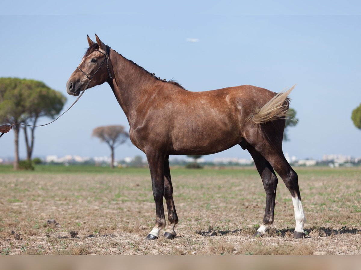 Zangersheide Wałach 5 lat 172 cm Siwa in Jerez De La Frontera