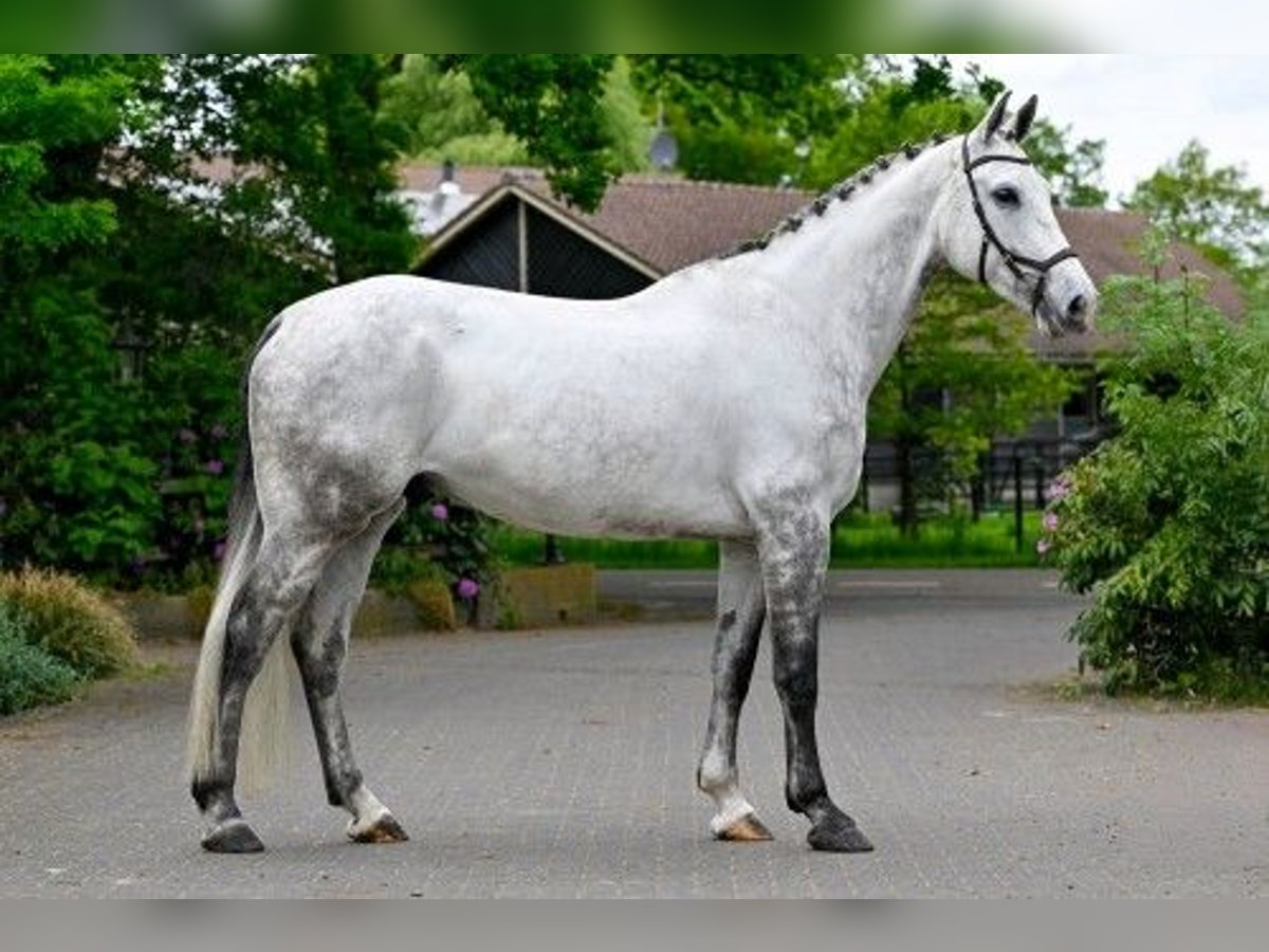 Zangersheide Wałach 6 lat 174 cm Biała in Heerde