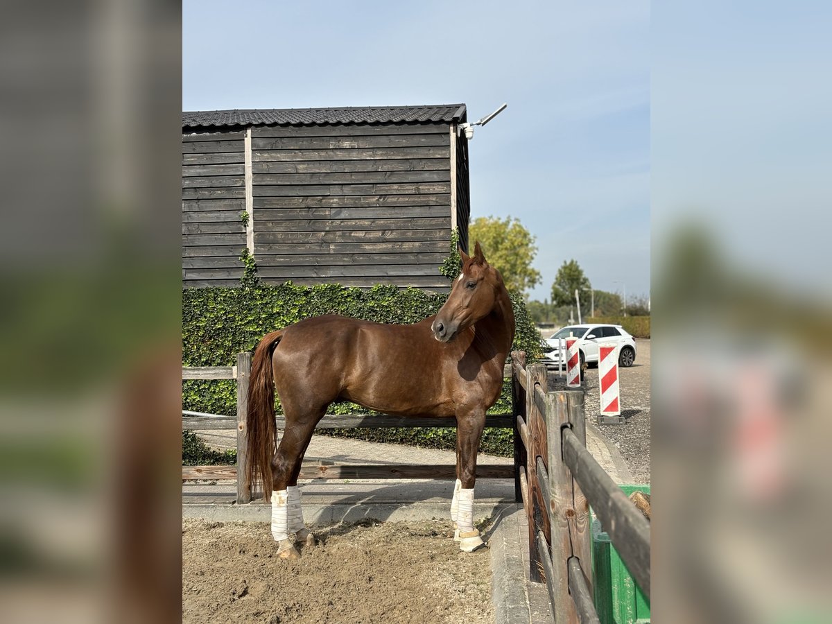 Zangersheide Wałach 6 lat 175 cm Kasztanowata in Schijndel