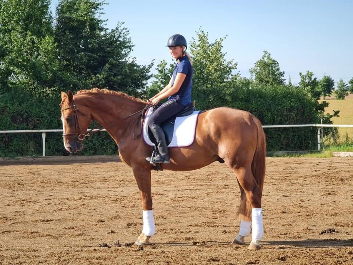 Zangersheide Wałach 7 lat 172 cm Ciemnokasztanowata in Chomutov