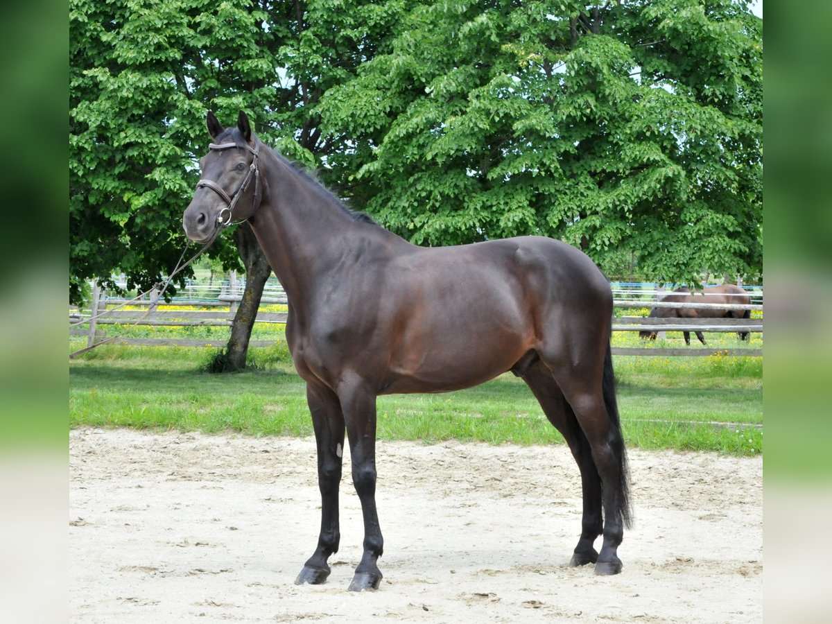 Zangersheide Wałach 8 lat 174 cm Kara in Schattendorf