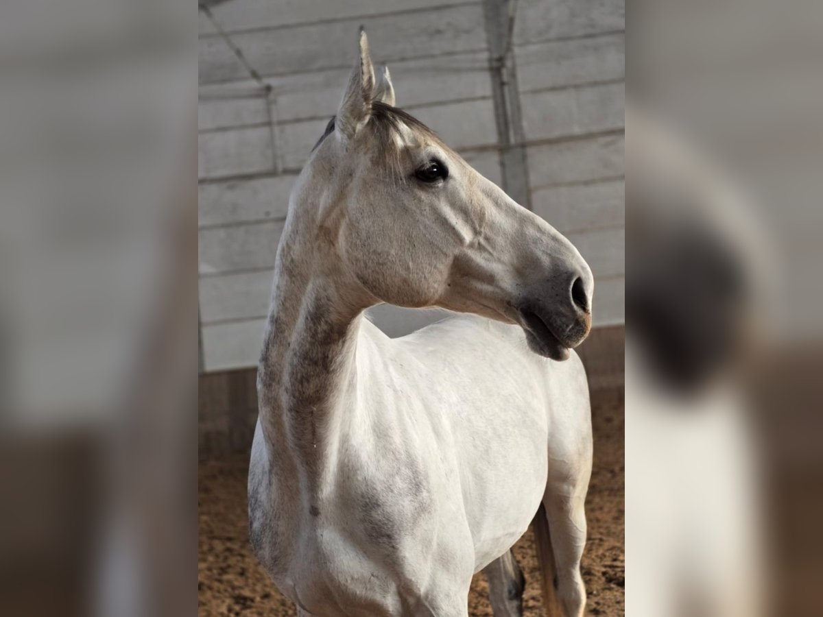 Zangersheide Wałach 8 lat 176 cm Siwa jabłkowita in K&#xF6;ln