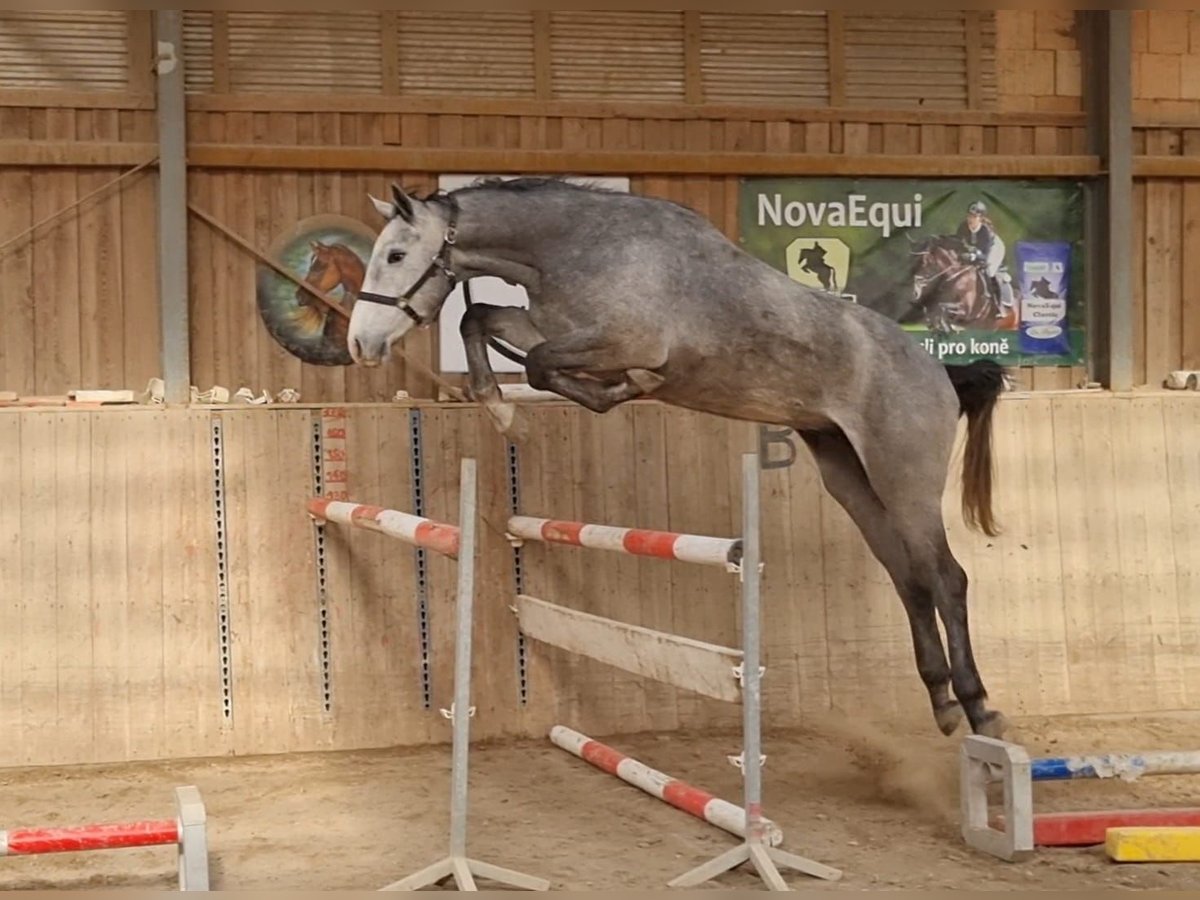 Zangersheide Wałach 4 lat 166 cm Siwa w hreczce in Sulzbach-Rosenberg