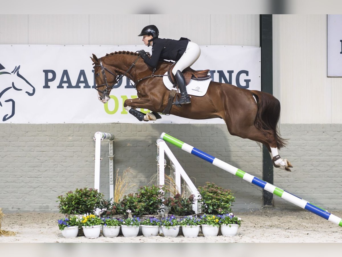 Zangersheide Wałach 4 lat 167 cm Kasztanowata in Heerde