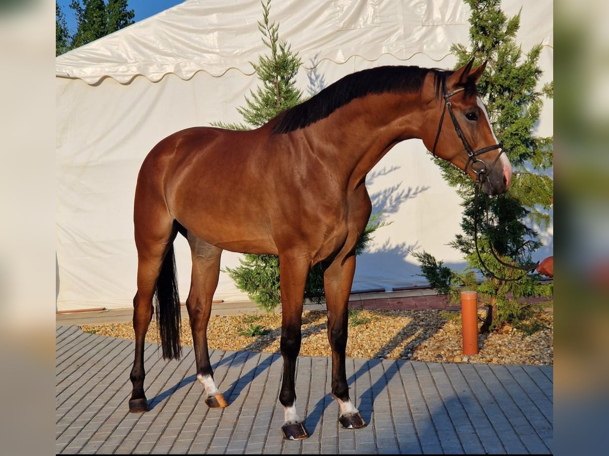 Zangersheide Wałach 4 lat 170 cm Gniada in Halberain