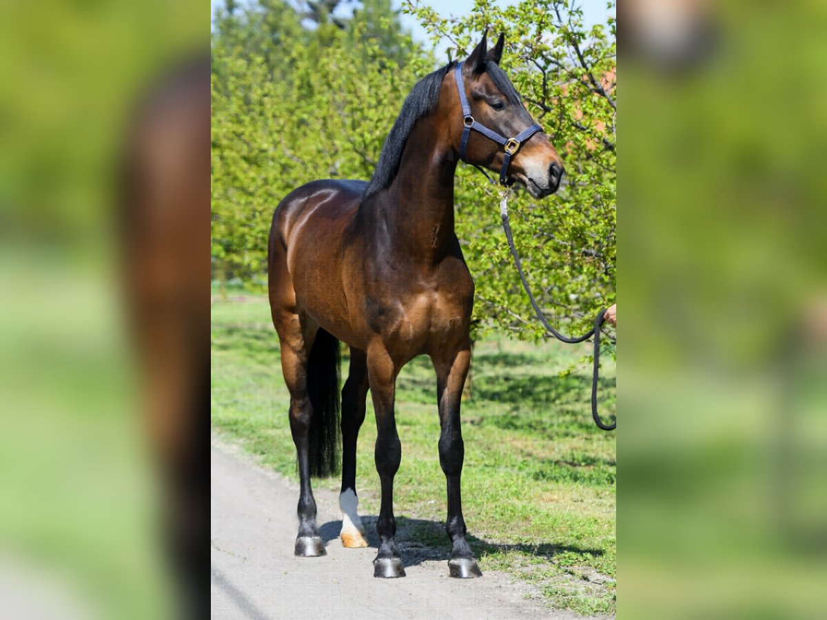 Zangersheide Wałach 4 lat 172 cm Gniada in Snina