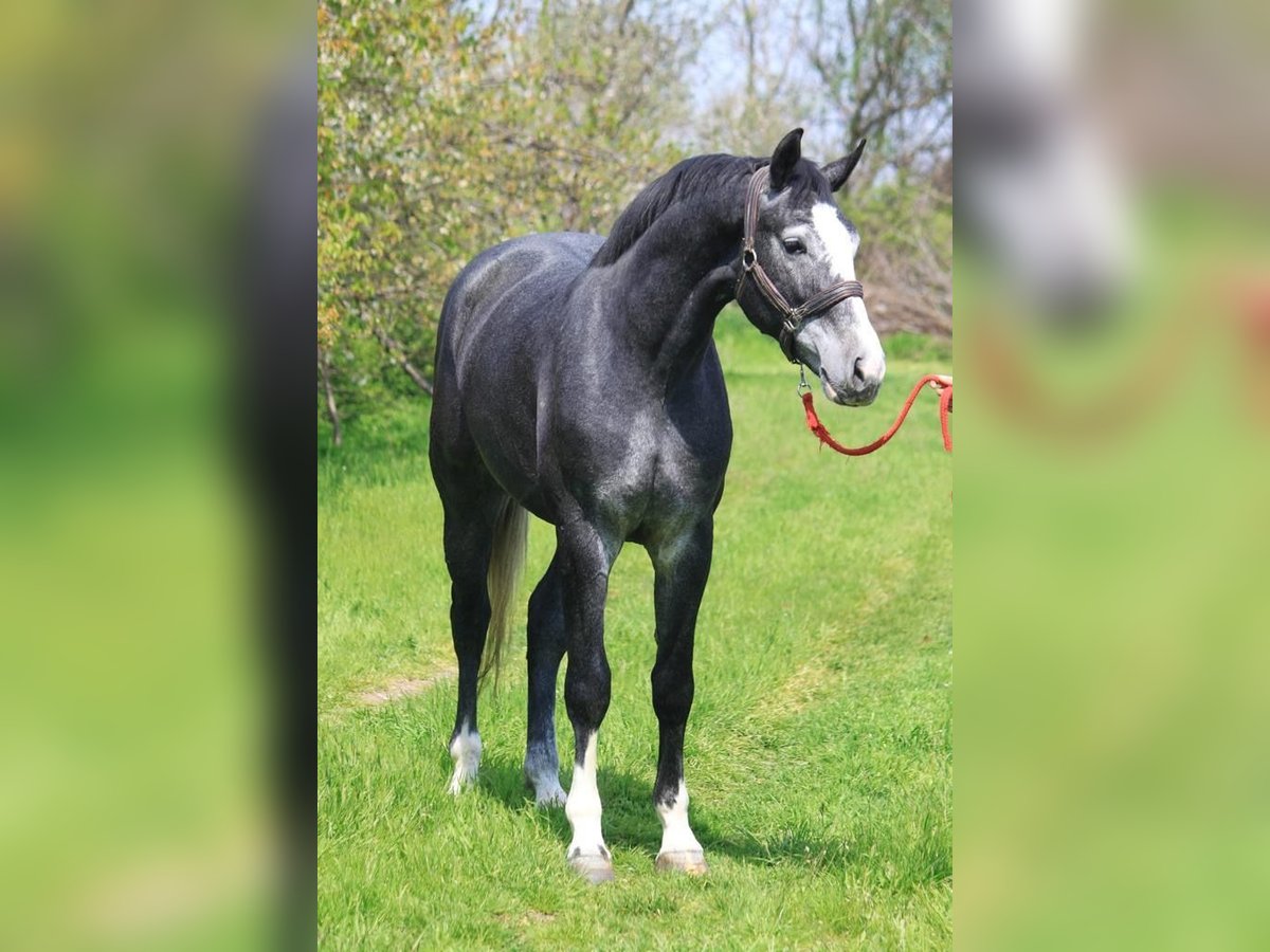 Zangersheide Wałach 4 lat 173 cm Siwa in Walldorflldorf