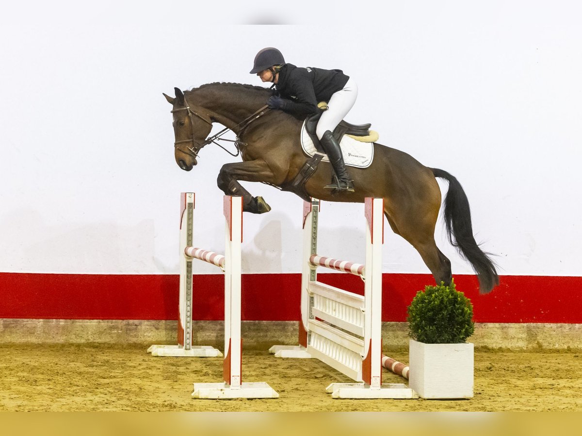 Zangersheide Wałach 5 lat 170 cm Ciemnogniada in Waddinxveen