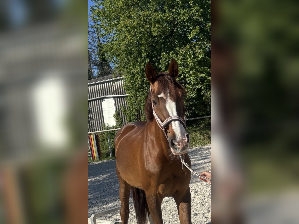 Zangersheide Yegua 13 años 165 cm Alazán-tostado in Schaafheim