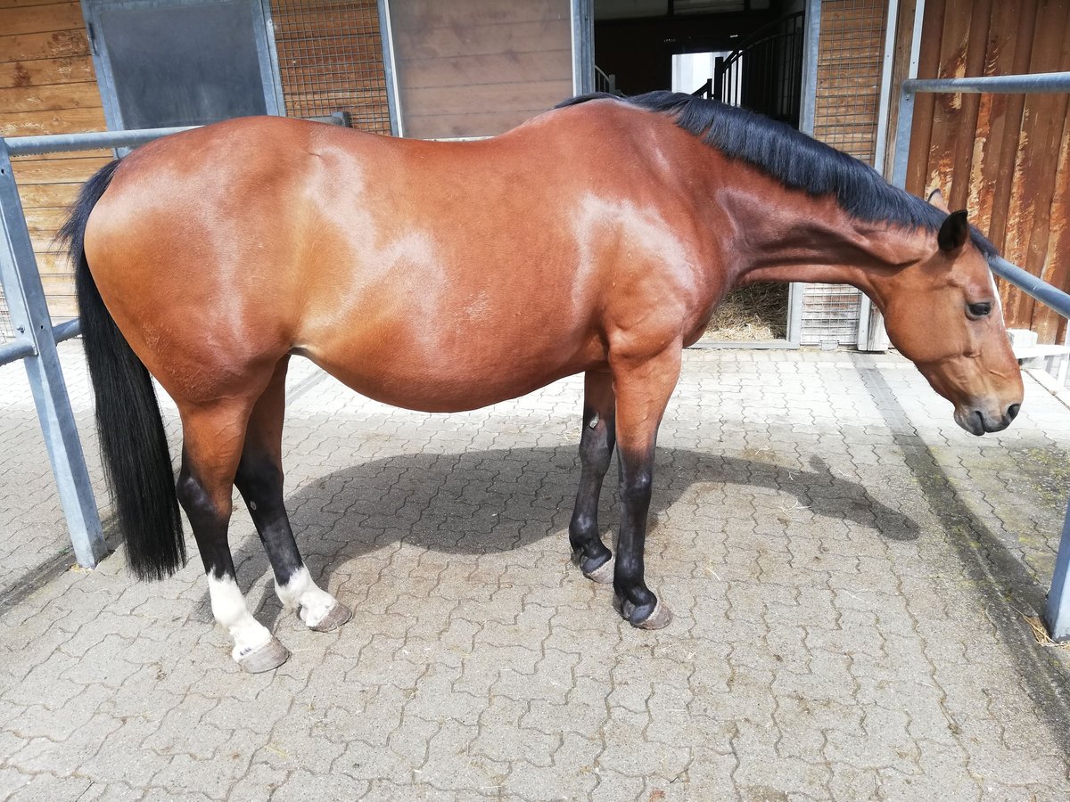 Zangersheide Yegua 16 años 162 cm Castaño in Nellingen