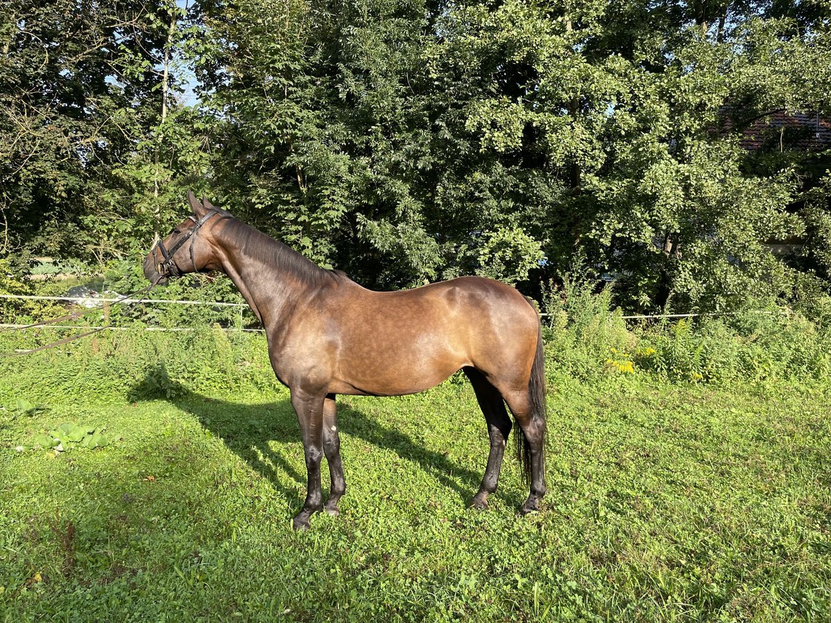 Zangersheide Yegua 16 años 172 cm Castaño oscuro in Bruchsal