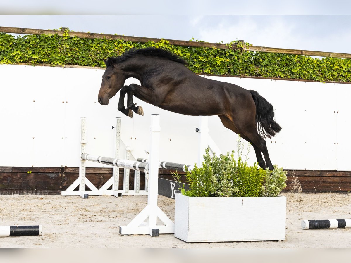 Zangersheide Yegua 2 años 155 cm Castaño oscuro in Waddinxveen