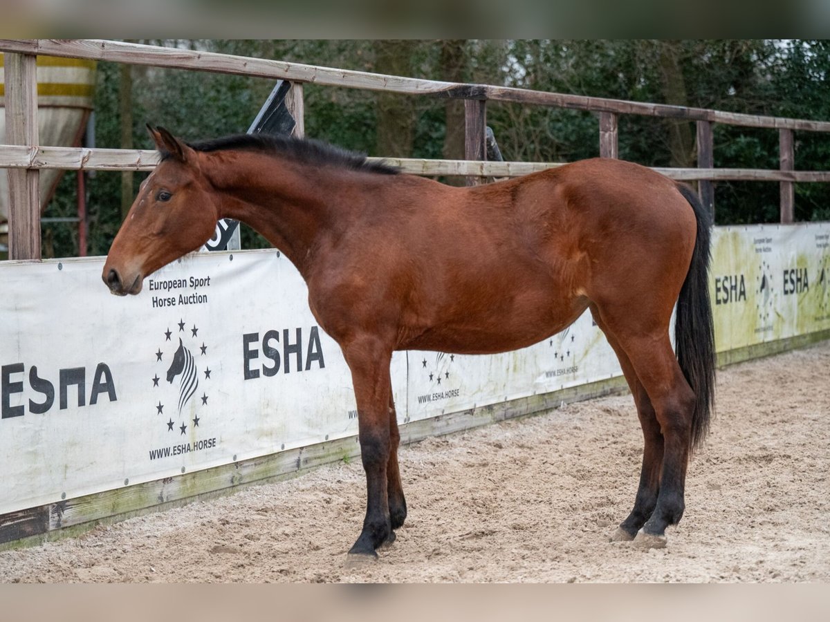 Zangersheide Yegua 2 años 163 cm Castaño in Bocholt