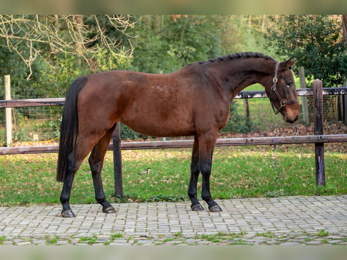 Zangersheide Yegua 3 años 155 cm Castaño in GROTE-BROGEL