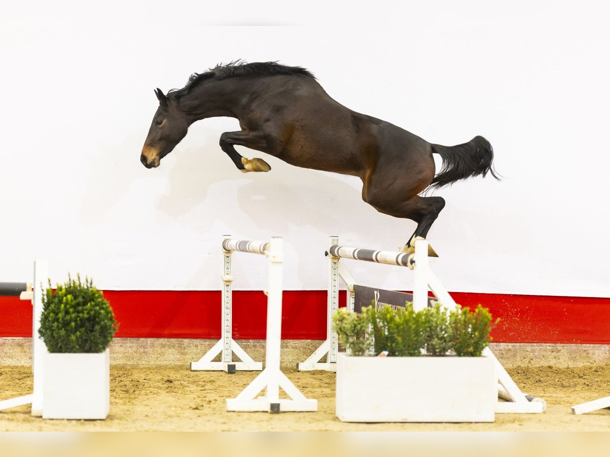 Zangersheide Yegua 3 años 161 cm Castaño oscuro in Waddinxveen