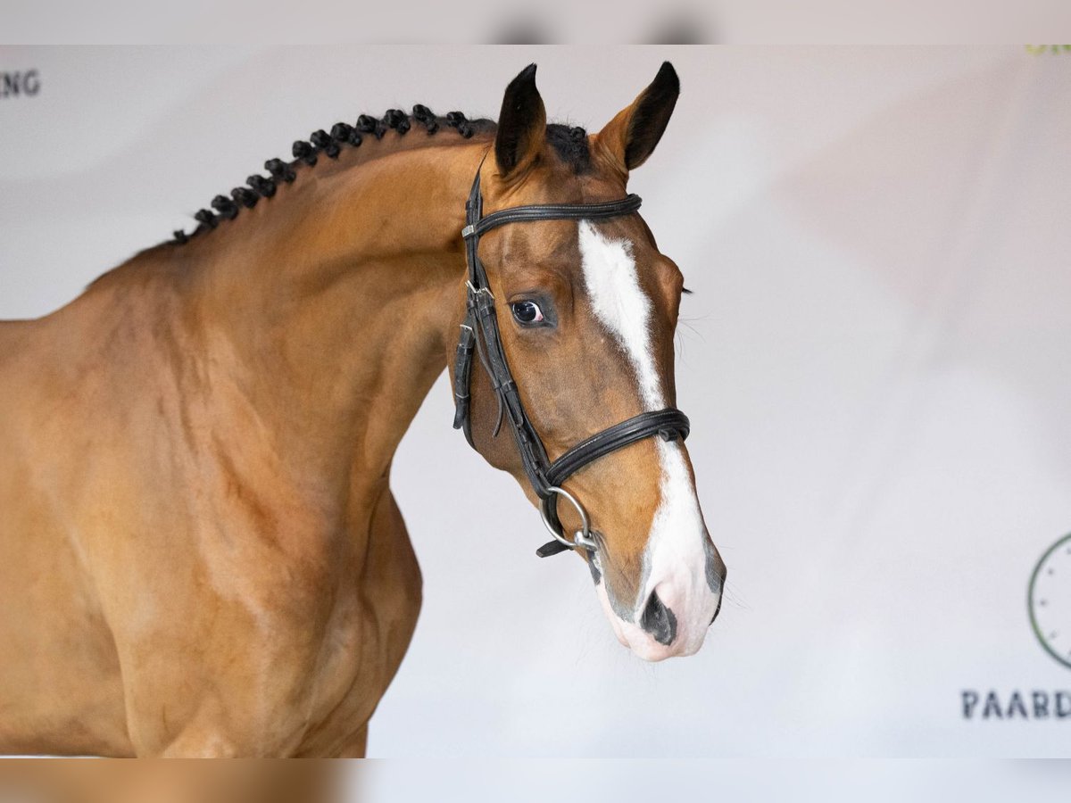 Zangersheide Yegua 3 años 169 cm Castaño in Heerde